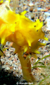 Just the head of this pretty yellow Seahorse quietly givi... by Marylin Batt 